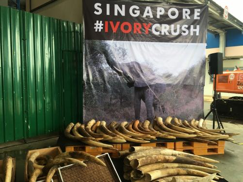 Elephant tusks seized by the National Parks Board of Singapore, Singapore Customs, and the Immigration & Checkpoints Authority of Singapore. (Photo Credit: Marcus CHUA)
 